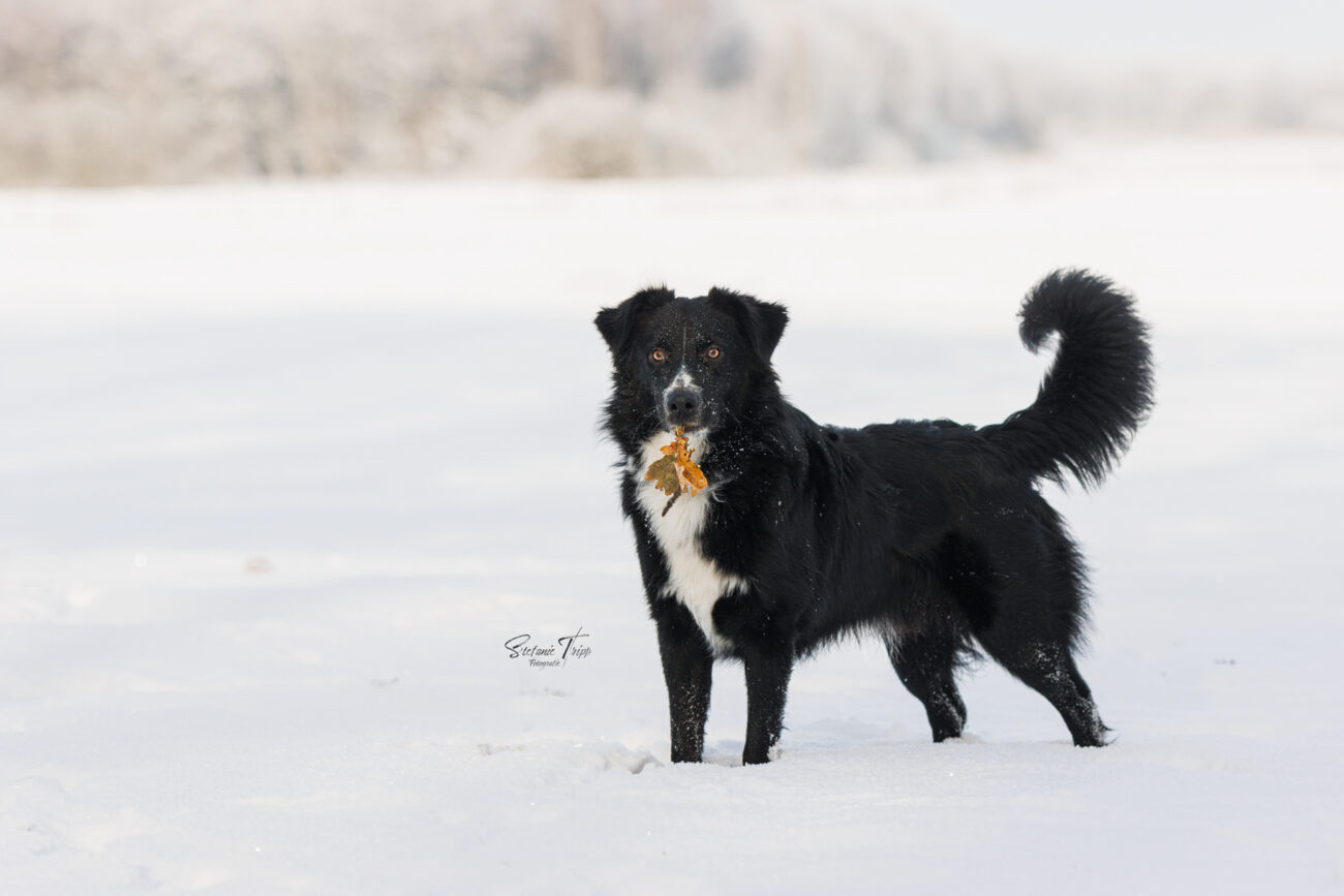 Ramses, Dez '22, 9 Monate